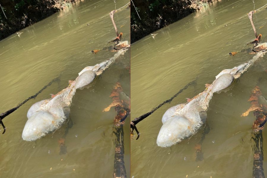 PODRIDÃO: Matadouros clandestinos jogam restos de gado no rio das Garças 