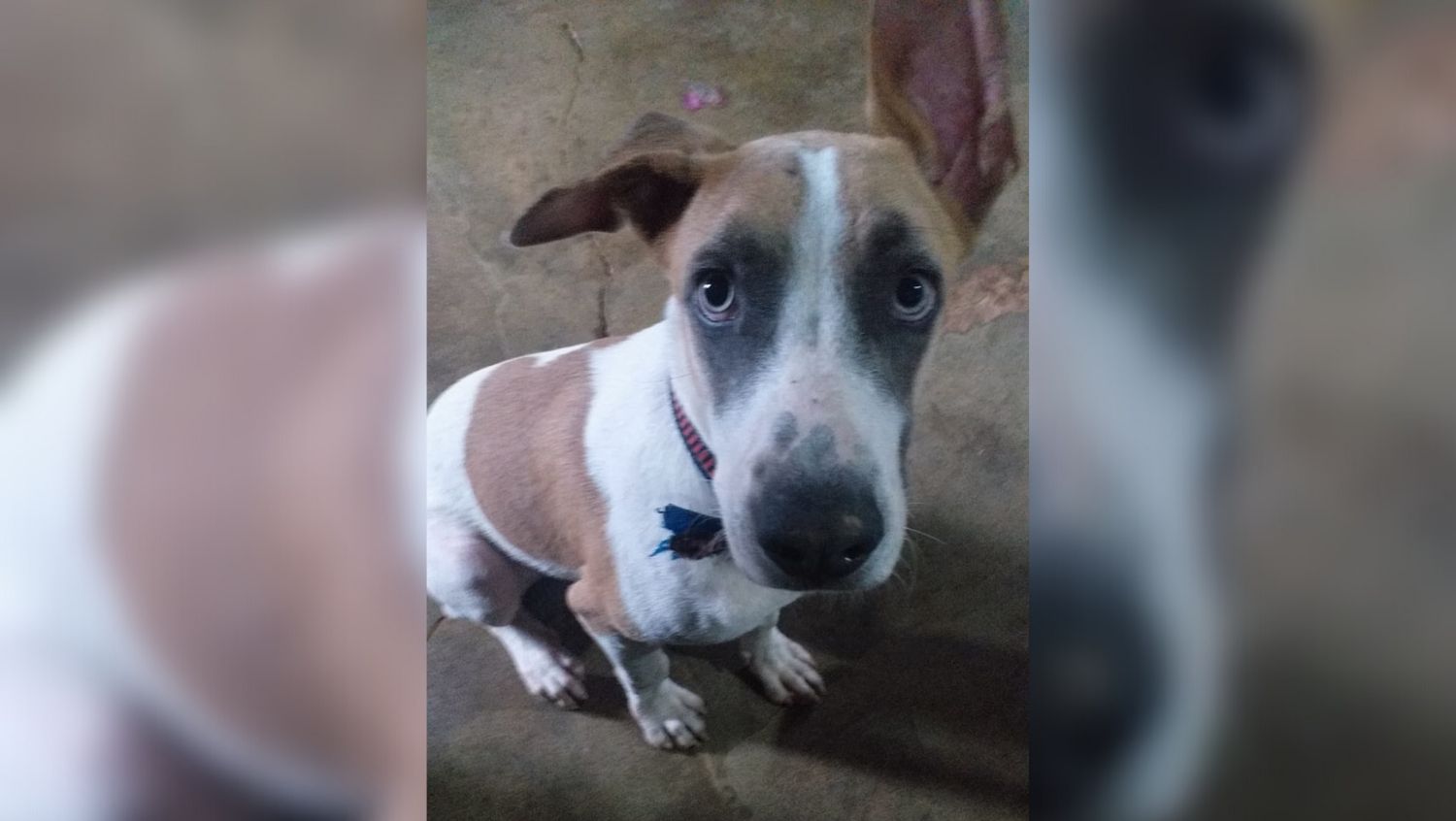 BRADOCK: Cachorro desaparece na zona Sul da capital e família tenta encontrá-lo