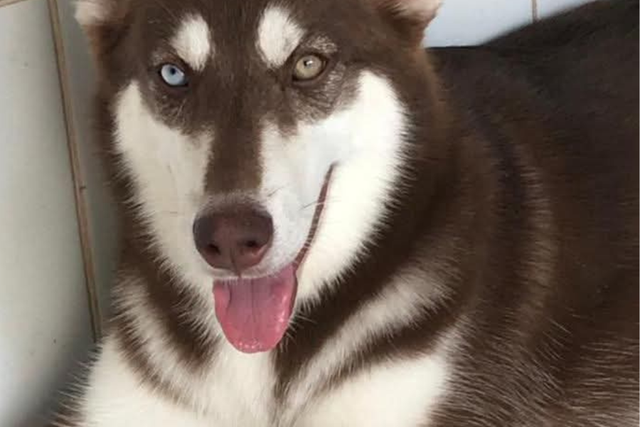 PODE AJUDAR?: Tutores procuram por husky siberiano desaparecido em Porto Velho