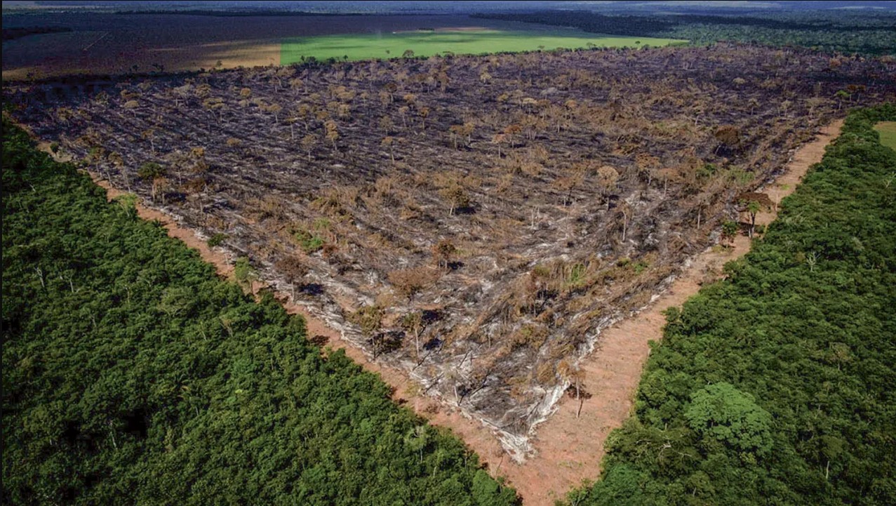 EM UM ANO: Alertas de desmatamento caem 28% em Rondônia, destaca INPE