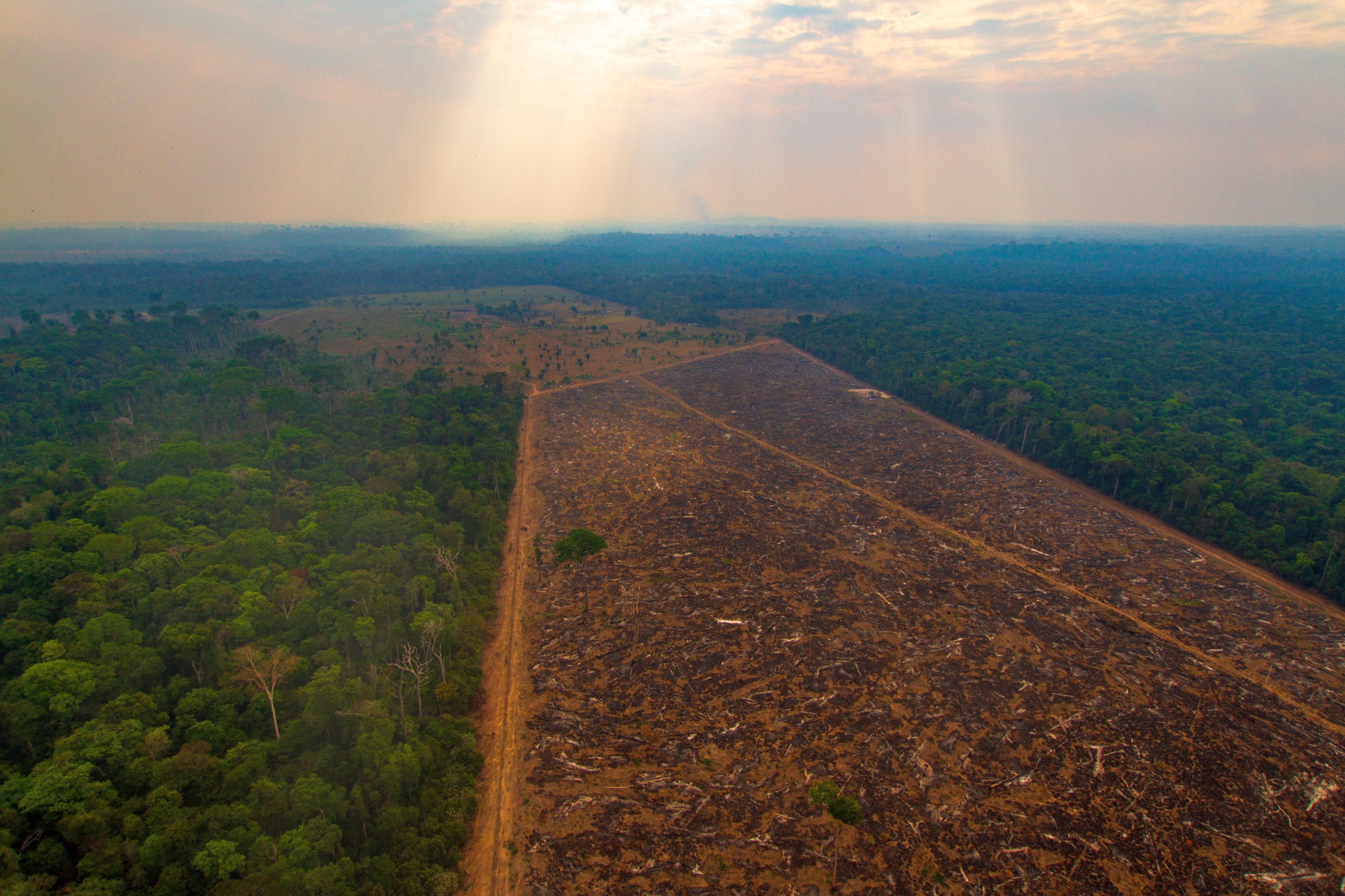 MEIO AMBIENTE: RO tem maior queda no desmatamento entre janeiro e novembro de 2023
