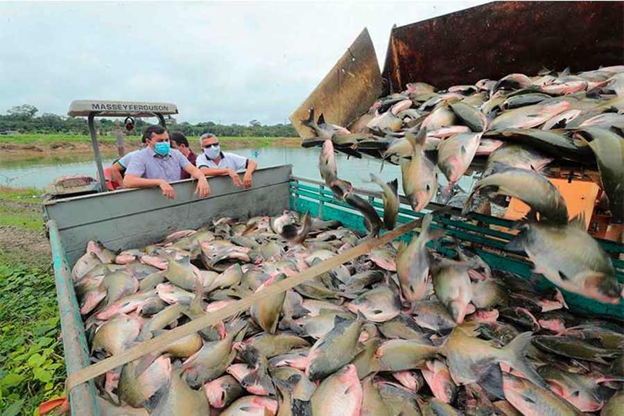 SEM PEIXE: Declínio da piscicultura faz Amazonas importar tambaqui e matrinxã