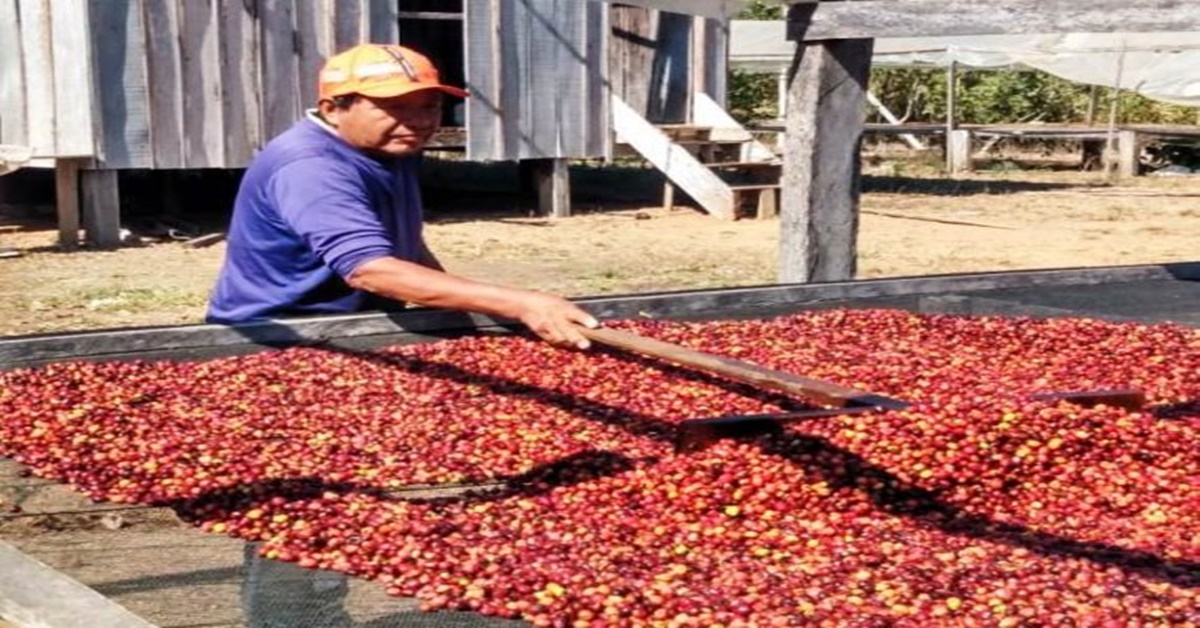 ETNOTURISMO: Áreas de cultivo de café nas aldeias ganham status de rota turística em Rondônia