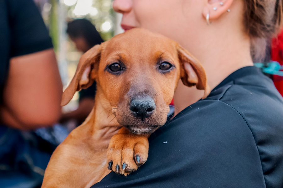 MELHOR AMIGO: 6ª edição da feira de adoção de cães e gatos chegou à zona Leste de Porto Velho