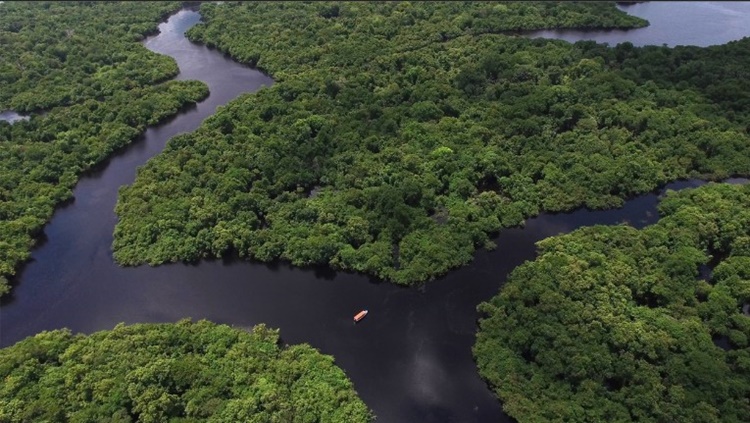 FLORESTA: Senado debate a Amazônia e os reflexos nos negócios 