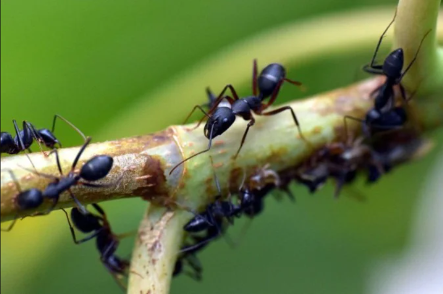 ESTUDO: Pastos têm influência na quantidade de formigas na região amazônica