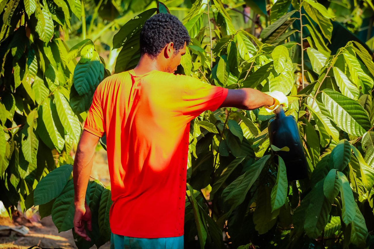 MANEJO E PRODUTIVIDADE: Ceplac ensina técnicas de enxertia de cacaueiros a reeducandos e produtores