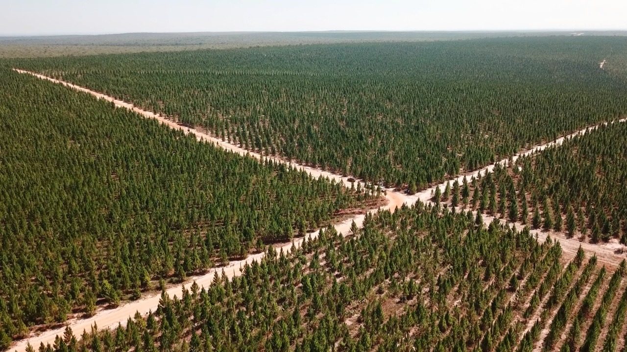 AGRO: RO avança no cultivo de floresta plantada e deve plantar mais 45 mil hectares