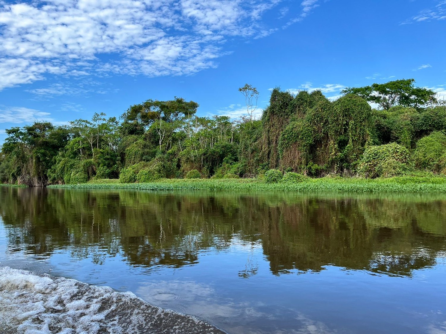 DIA DA AMAZÔNIA: Energisa reitera seu compromisso com a preservação do meio ambiente