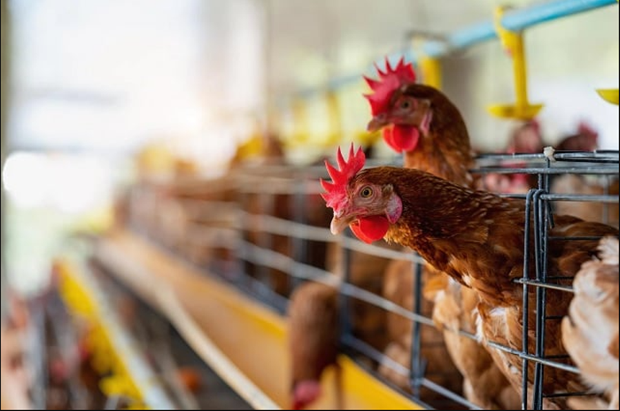 AÇÃO PREVENTIVA: Plano contra a influenza aviária movimenta auditores agropecuários