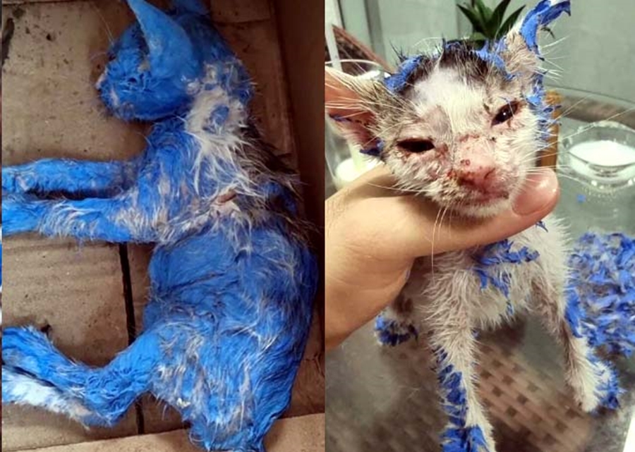 MALDADE: Gata pintada com tinta azul é resgatada com vida e adotada