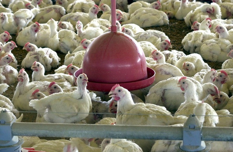 CHINA: Primeira morte por gripe aviária é registrada no mundo