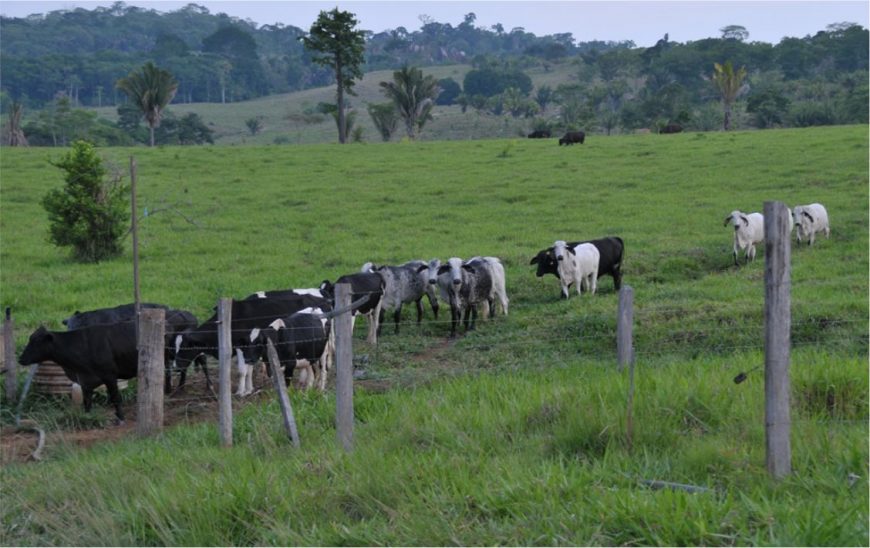 PECUÁRIA LEITEIRA: Curso online é lançado para extensionistas rurais de RO