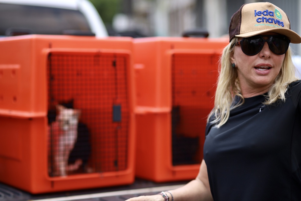 IEDA CHAVES: Deputada coordena o resgate de mais de 40 gatos em situação de abandono