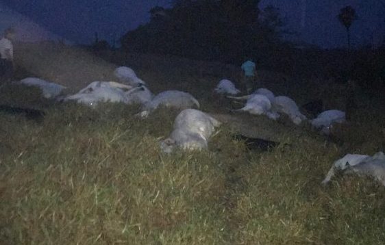 PREJUÍZO: Tempestade com raios mata 15 cabeças de gado em propriedade rural