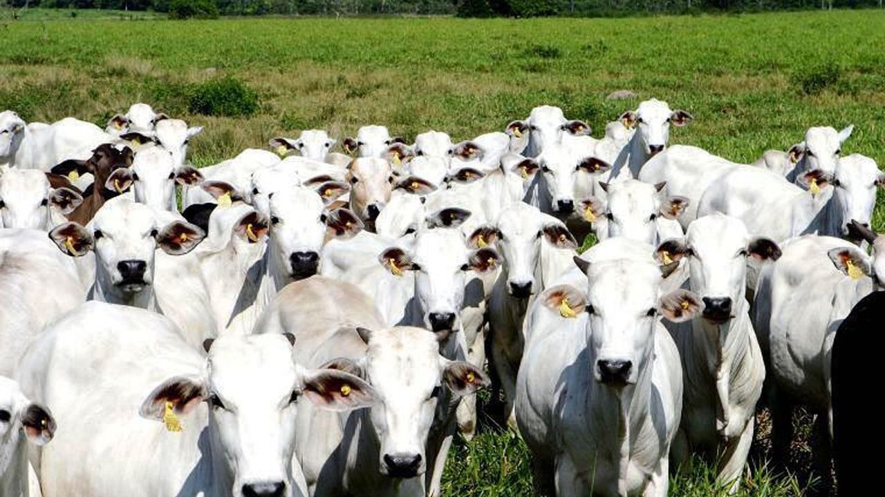 DESCONFIANÇA: Casos de vaca louca acendem alerta e suspendem exportações no país