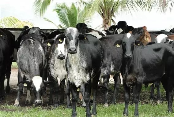 OPERAÇÃO: Polícia Civil recupera 30 bovinos furtados na Estrada da Coca-Cola