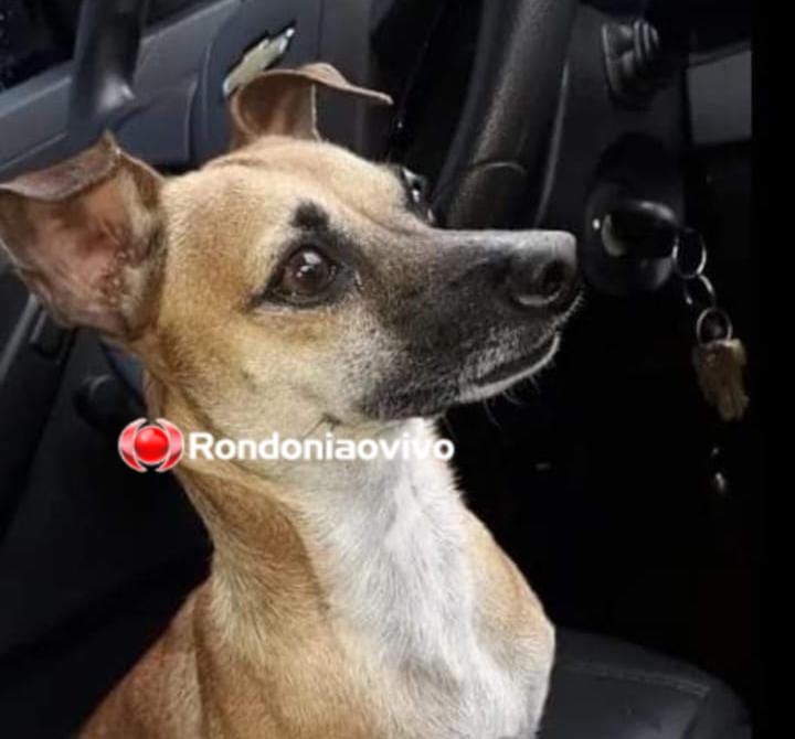 AJUDE ENCONTRAR: Procura-se cãozinho 'Tobias' que desapareceu no bairro Liberdade em Porto Velho 