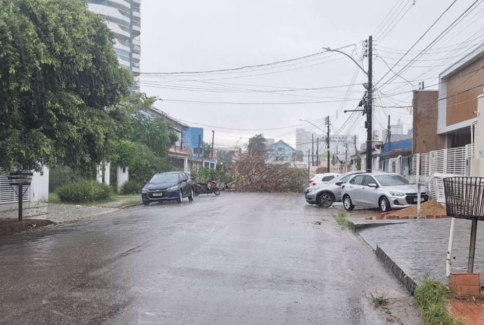 CLIMA: Período chuvoso aumenta alerta para risco de queda de árvores na capital