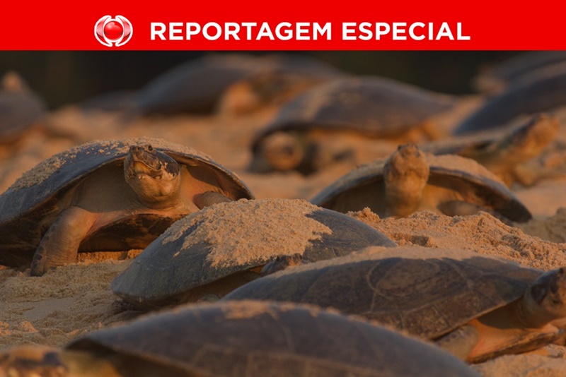 MARAVILHA DA NATUREZA: Tartarugas desovam mais de 300 ovos em um único ninho
