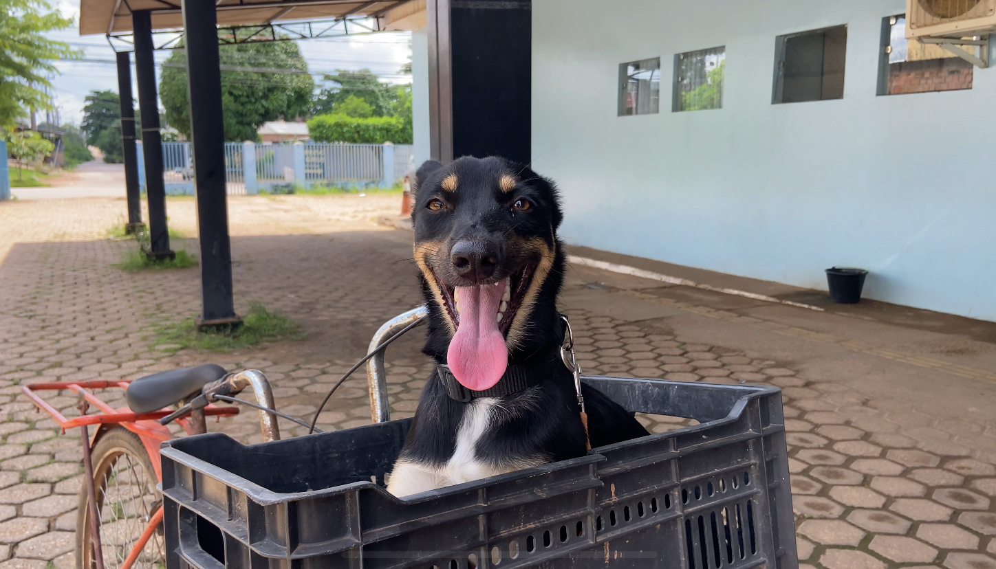 PROTEÇÃO DOS PETS: Mais de 90 pontos recebem vacinação antirrábica