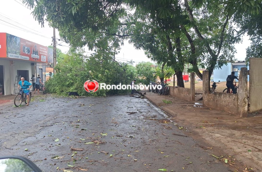 TEMPORAL: Forte chuva com ventania derruba árvore e interdita rua em frente de UPA