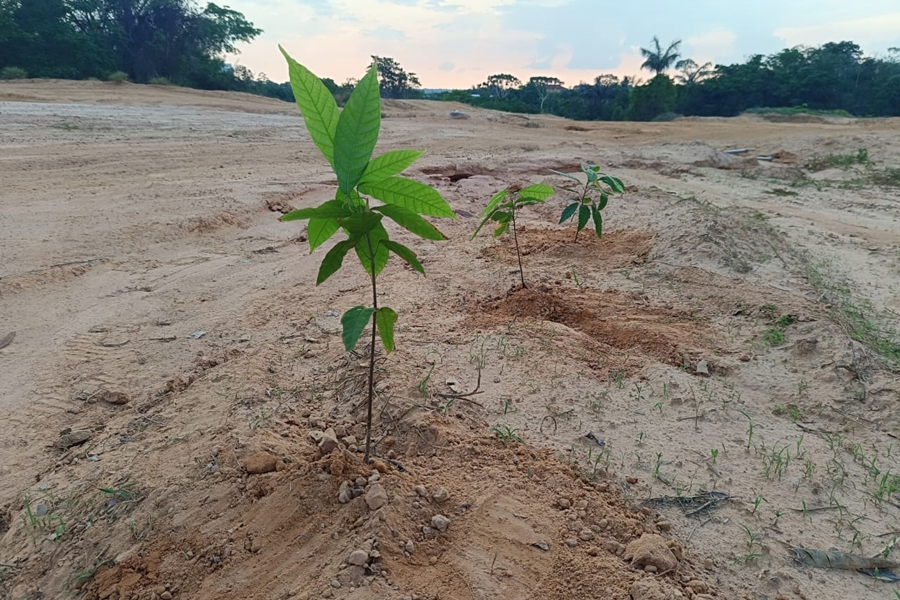 AGRONEGÓCIO: Depois dos incêndios, hora de reflorestar a Amazônia