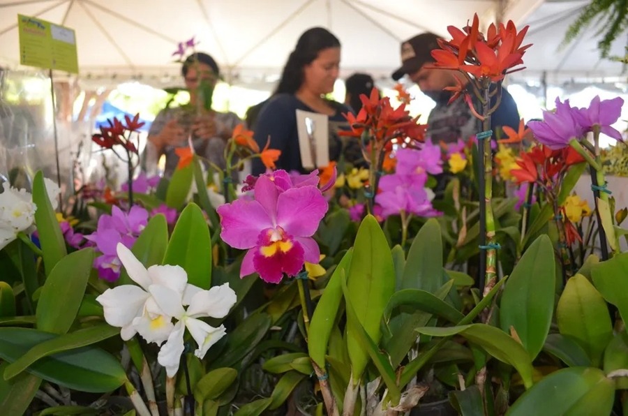 EVENTO: Festival de Flores de Holambra começa em PVH no dia 29 de novembro