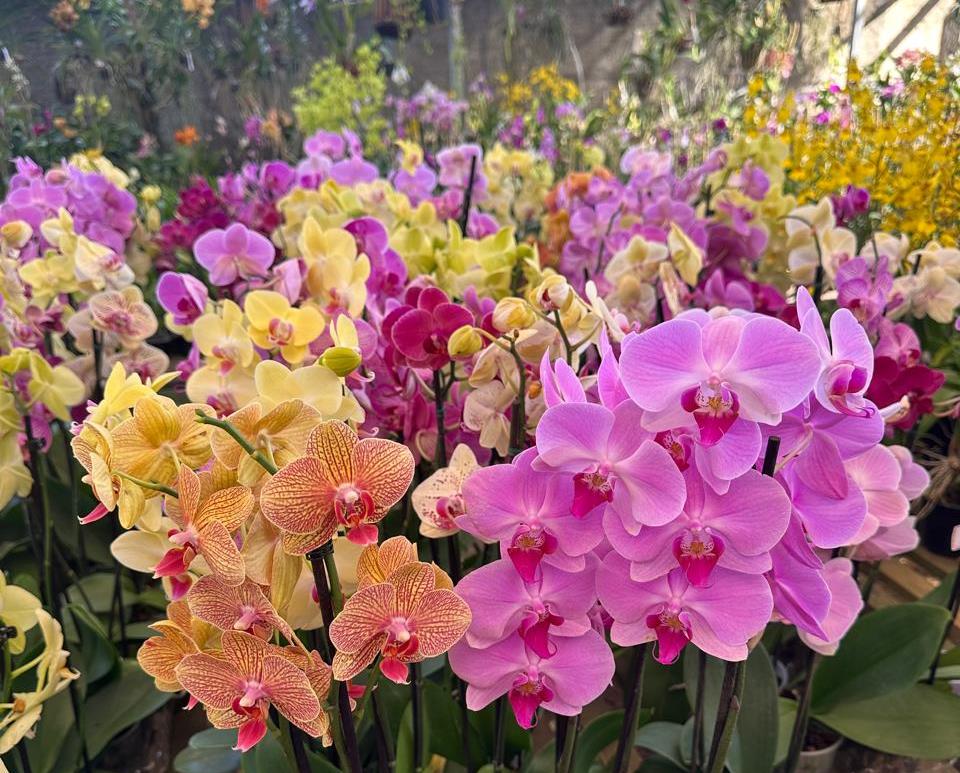 FLORES: Vem aí mais um mega festival de Orquídeas do Orquidário Pai e Filho 