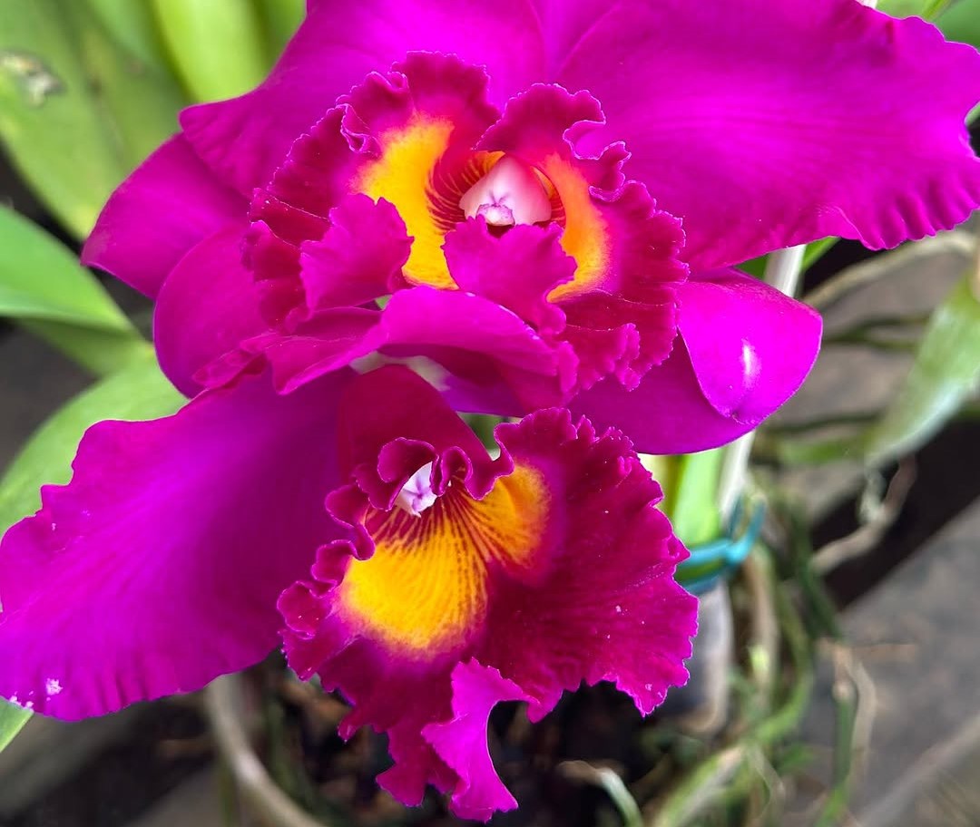 FLORES: Festival de Orquídeas dos namorados, acontecendo na praça das Caixas D’água 