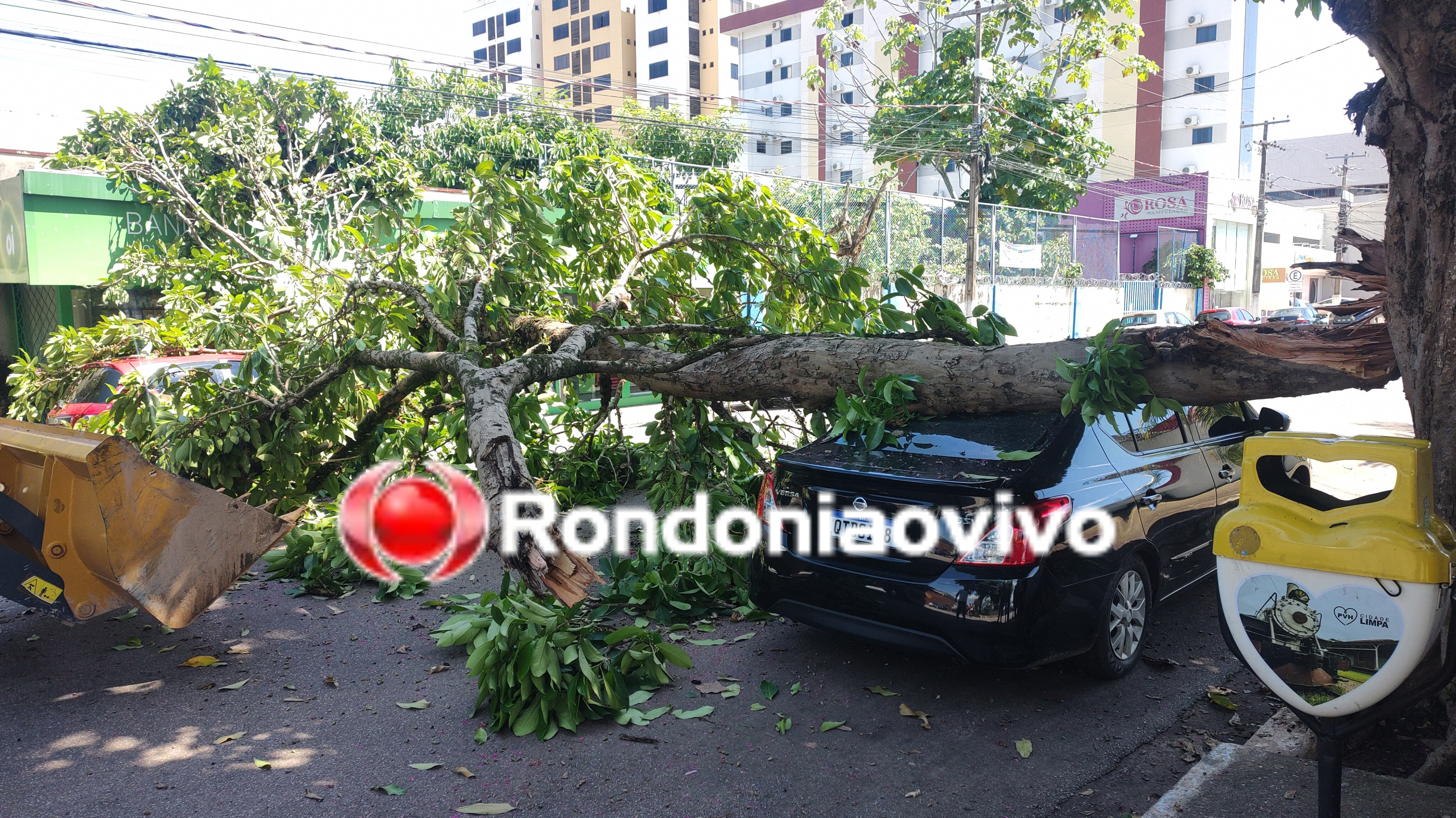 VÍDEO: Árvore desaba em cima de veículos no Centro de Porto Velho