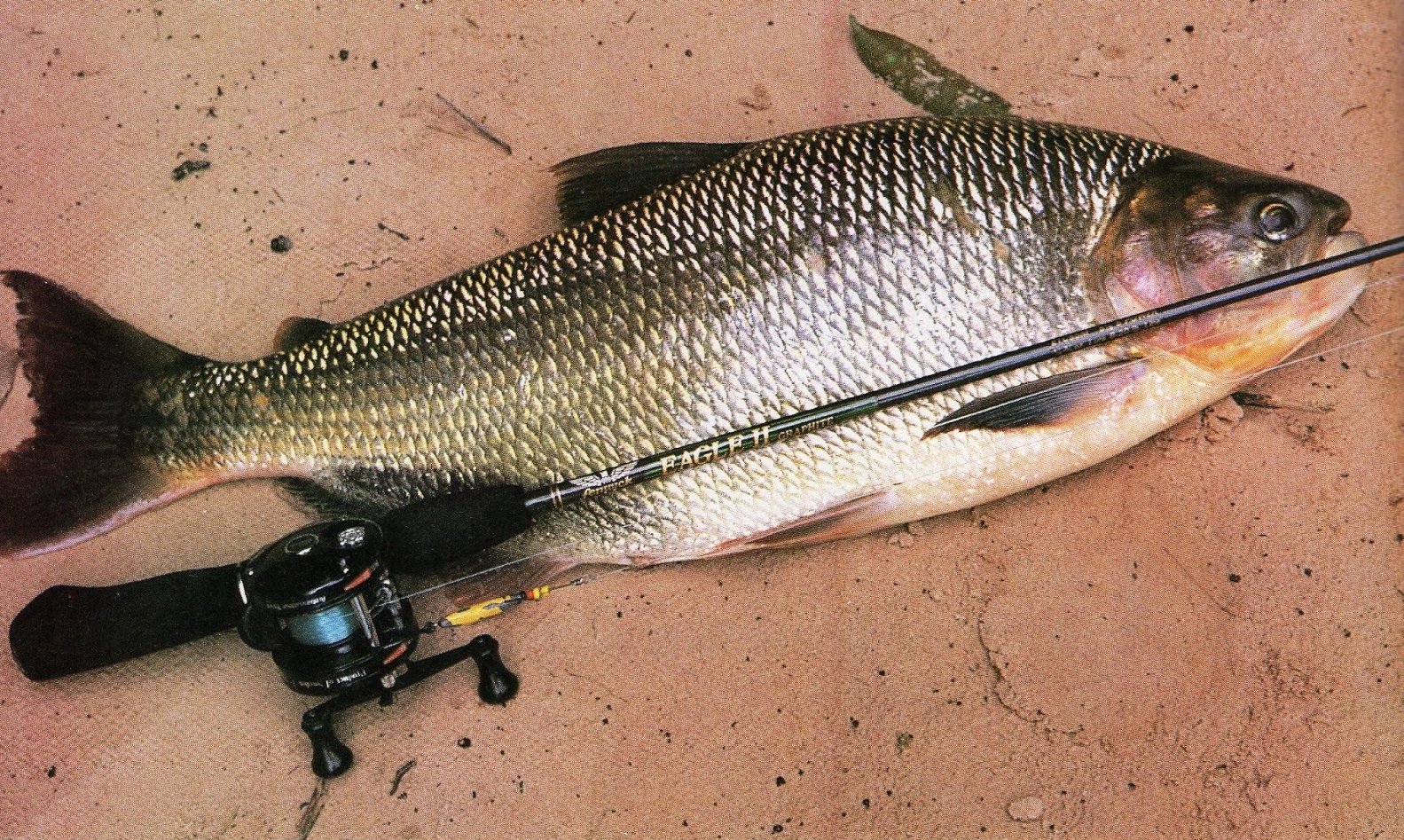 15 DE MARÇO: Período de defeso de espécies de peixes começa em Rondônia