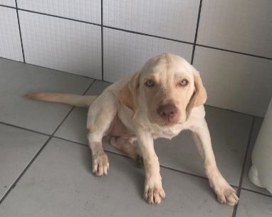 PROCURADO: Cachorro da raça labrador desaparece e donos pedem ajuda para reencontrá-lo