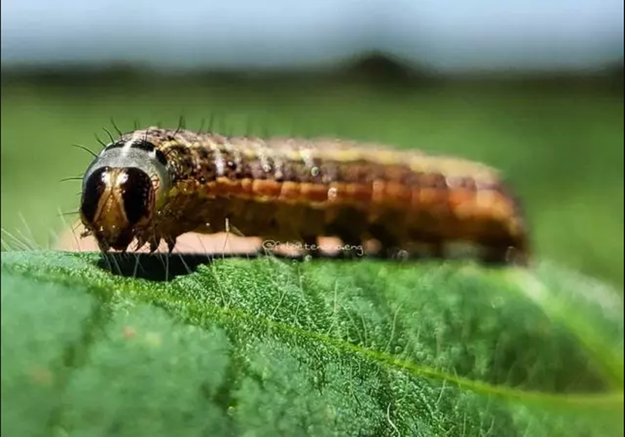 PREJUÍZO: Conheça algumas lagartas que atacam os plantios de soja