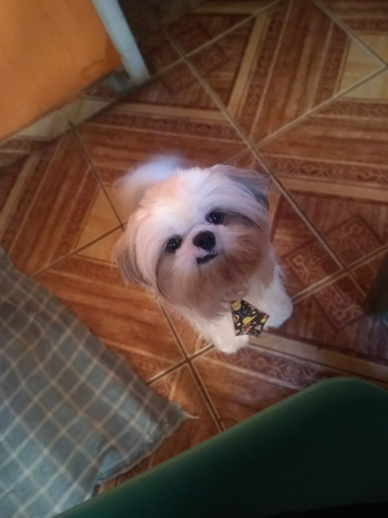 LUPPY: Cachorro desparece de residência e família tenta encontrá-lo