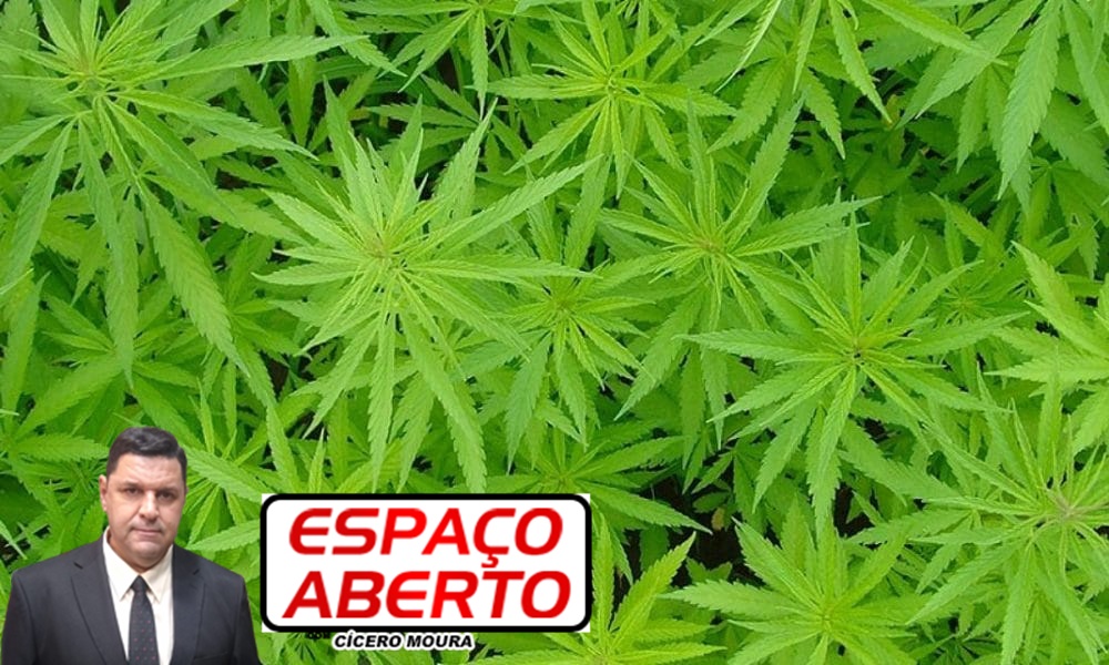 ESPAÇO ABERTO: Câmara aprova cultivo de maconha sem alteração no projeto original