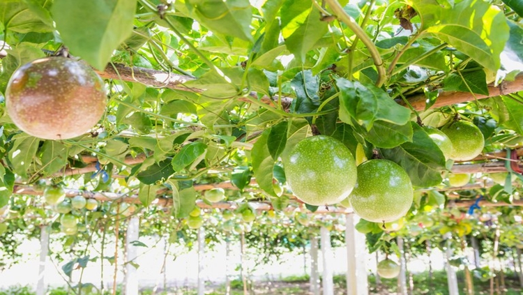 MOMENTO: Zoneamento agrícola indica melhores épocas para o plantio do maracujá