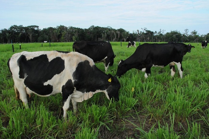 INTERCÂMBIO: Governos de Rondônia e Acre firmam protocolo para desenvolver o setor produtivo