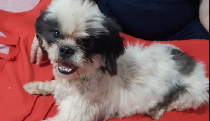 APOIO: Mulher quer encontrar dono de cachorrinho perdido em Porto Velho