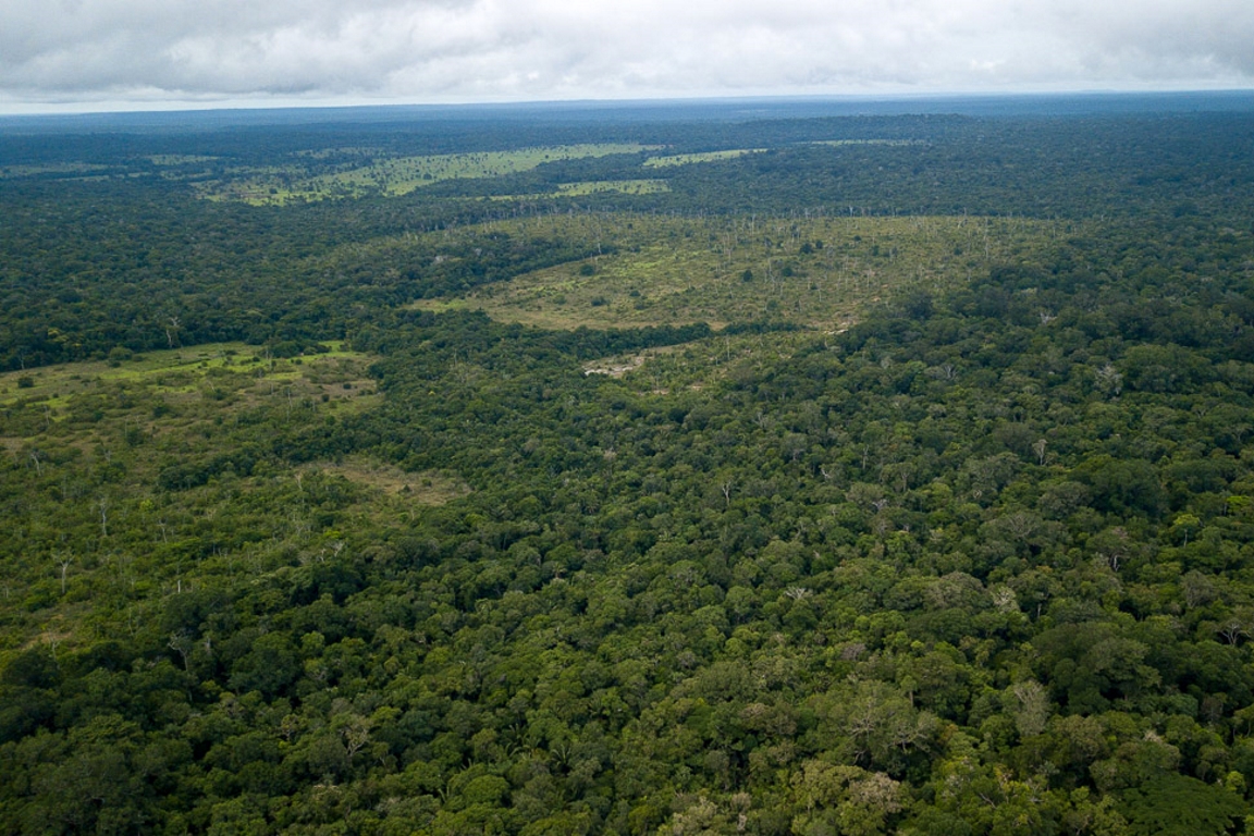 FLORESTA: Pandemia terá impacto direto no desmatamento da Amazônia