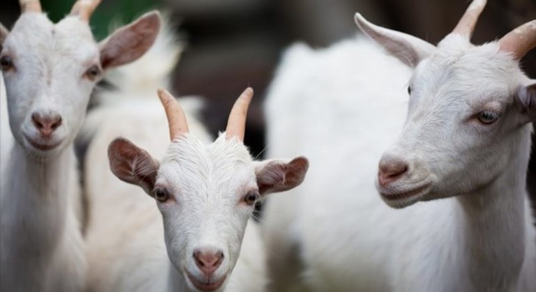 INDUSTRIALIZAÇÃO: Sistema Faperon e Senar fazem encontro sobre criação de suínos e ovinos de RO