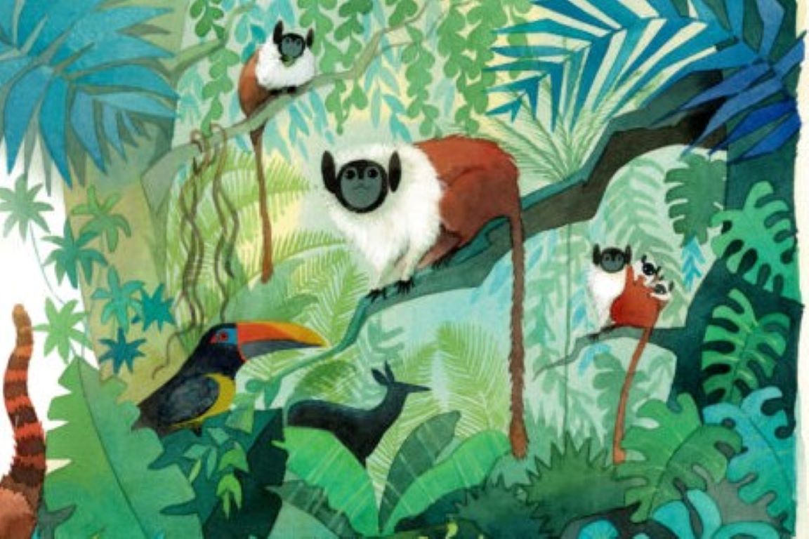 SALADA VERDE:  Livro infantil conta história do sauim-de-coleira, macaco ameaçado da Amazônia