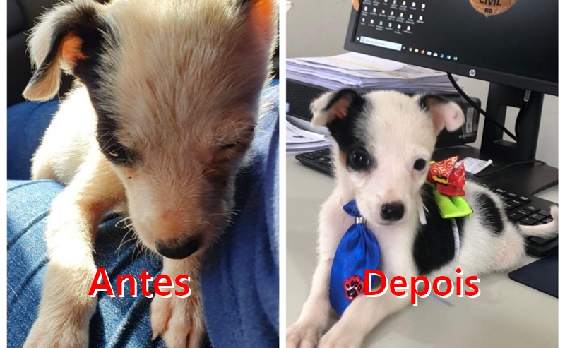  80 cachorros que viviam em situação de maus-tratos são resgatados na capital