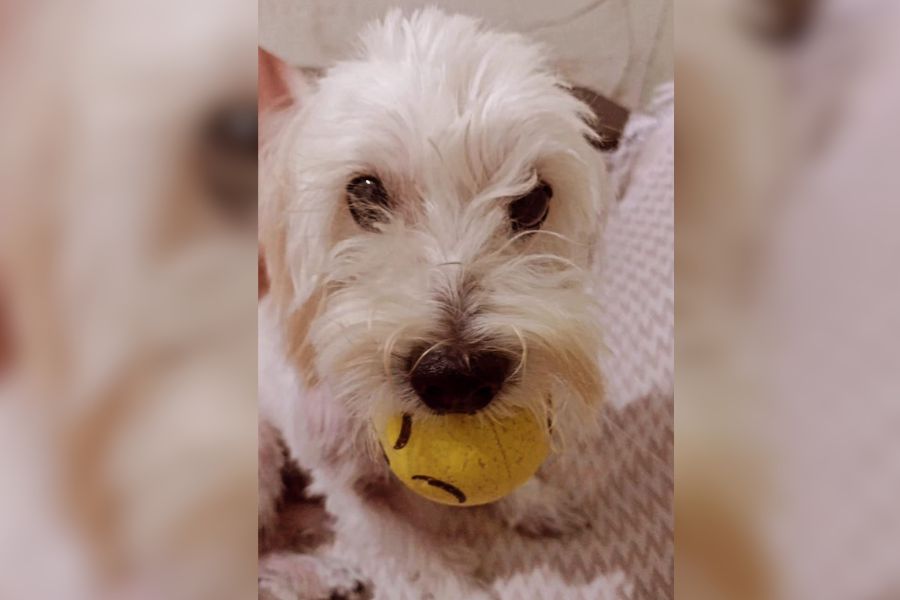 ‘SEQUESTRO CANINO’: Poodle toy está desaparecido na zona Leste de Porto Velho