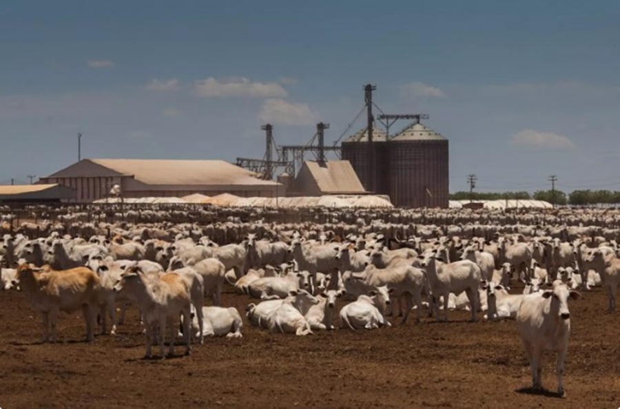 PIRÂMIDES: 'Fazendas Boi Gordo' usou o agronegócio para dar um golpe