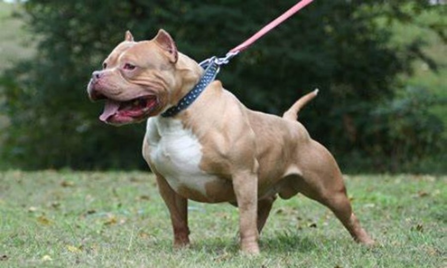 GRAVE: Diarista atacada por cães Pitbull teve couro cabeludo arrancado 