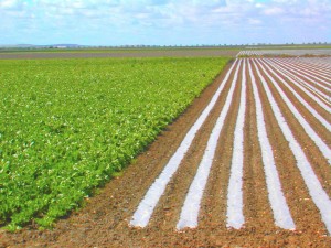 PRODUÇÃO AGRÍCOLA: FAO aumenta lista de países em situação de insegurança alimentar