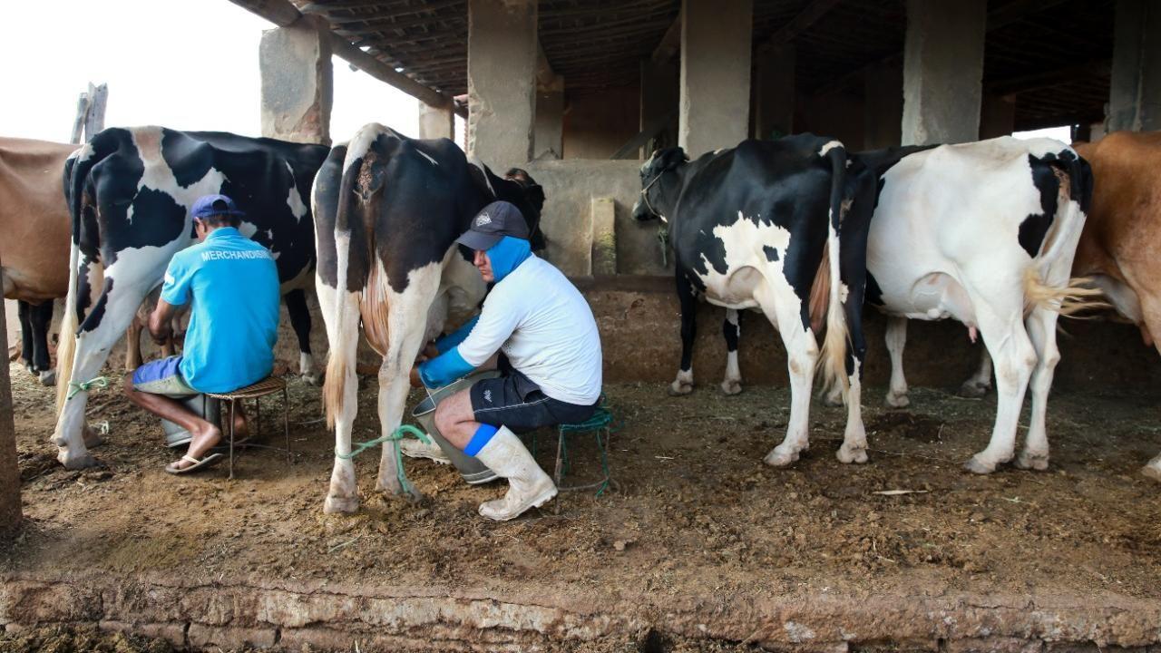 AGRO: Embrapa divulga que RO vira líder de produção de leite na região Norte