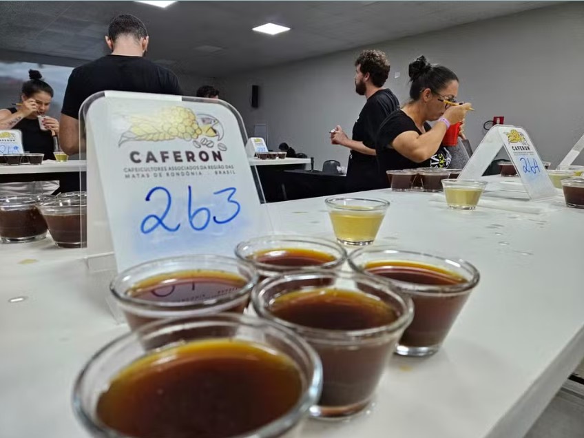 CAFÉ ROBUSTA: Cacoal recebe prova por especialistas de matrizes genéticas 