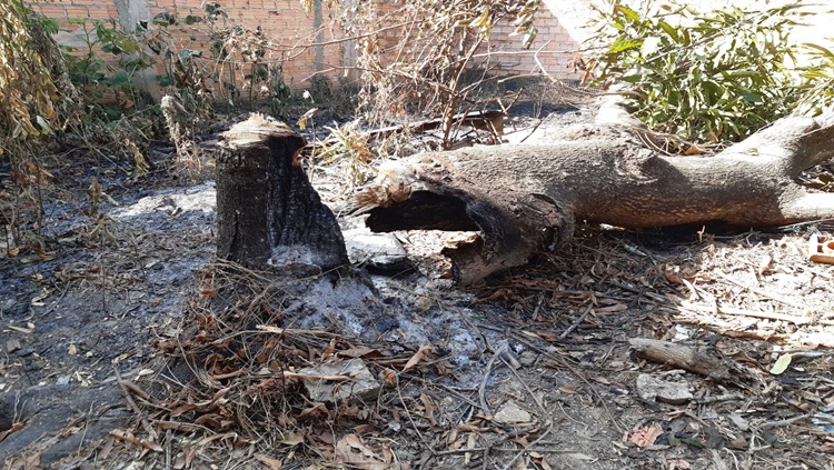 MEIO AMBIENTE: Campanha de combate às queimadas é lançada em Porto Velho